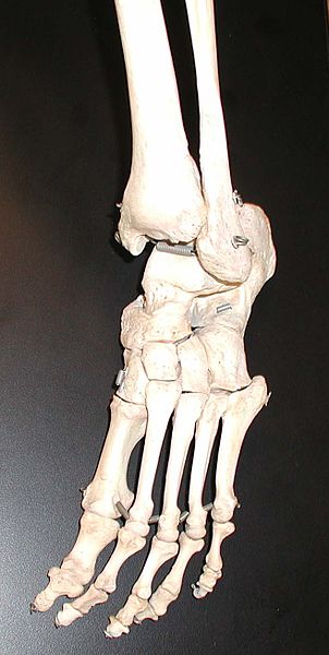Fil:Foot bones.jpg