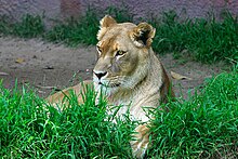 Lightmatter lioness.jpg