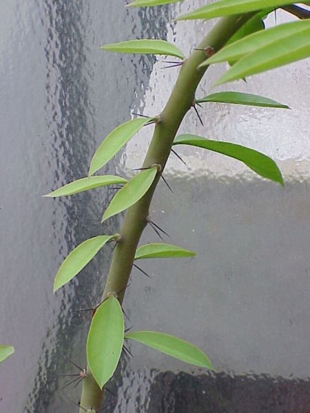 Fil:Pereskia grandifolia0.jpg