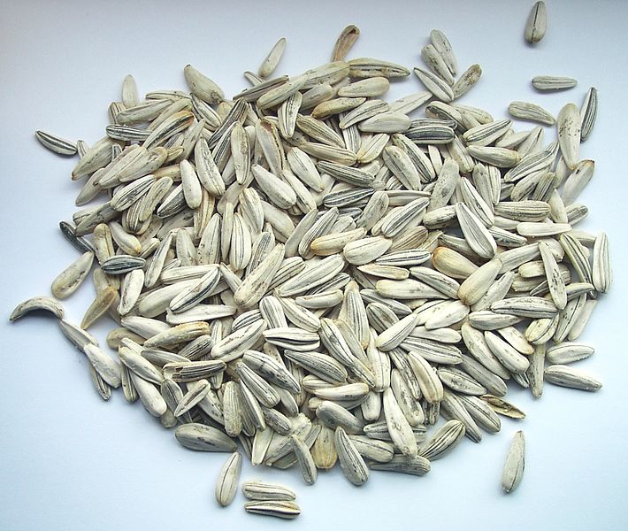 Fil:Sunflower seeds.JPG