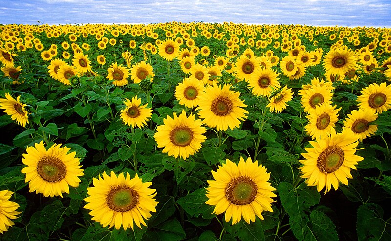 Fil:Sunflowers.jpg