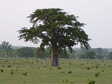Baobab (A. digitata)