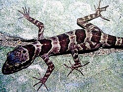 Cyrtodactylus phongnhakebangensis i Phong Nha-Ke Bang Nationalpark