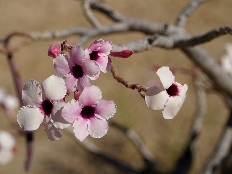 Fil:Adenium boehmianum.jpg