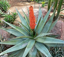 Aloe ferox 1.jpg