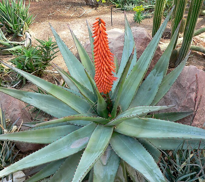 Fil:Aloe ferox 1.jpg