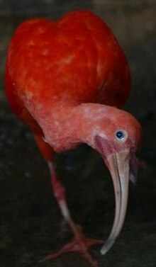 Röd ibis (Eudocimus ruber)