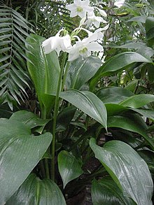 Amazonlilja (E. amazonica)