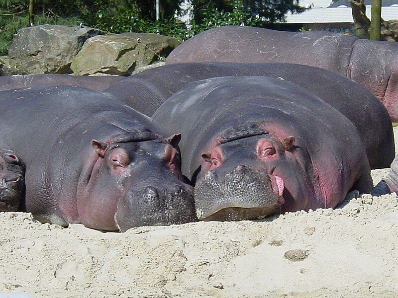 Fil:Hippos-EmmenZoo.JPG