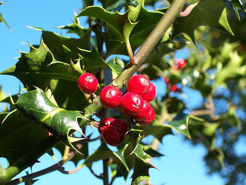 Fil:Ilex-aquifolium (Europaeische Stechpalme-1.jpg