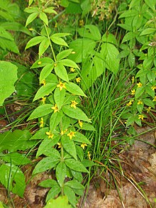 Lysimachia quadrifolia.jpg