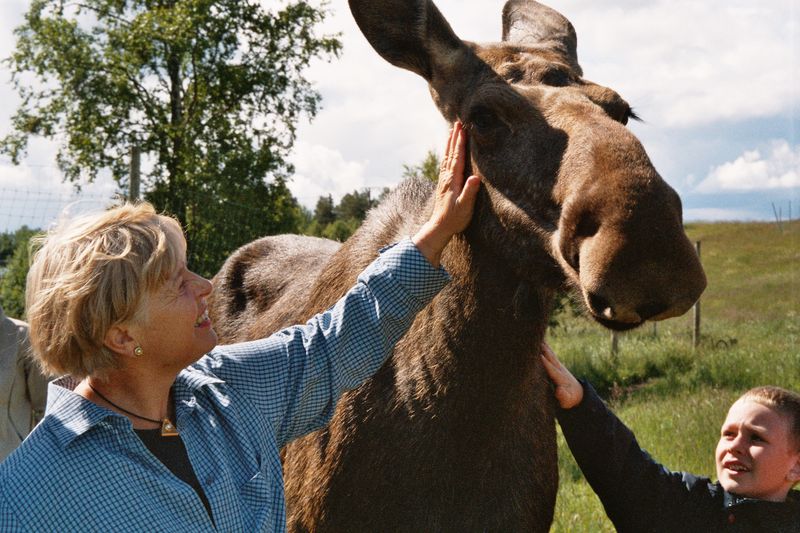 Fil:Moose Zoo Östersund.jpg