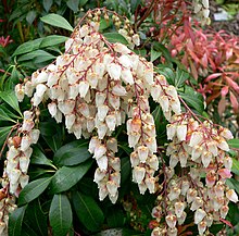 Japansk buskrosling (P. japonica)
