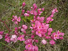 Rosensky (A. leptopus)