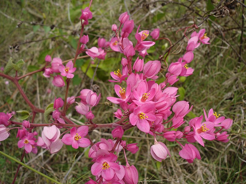 Fil:Antigonon leptopus 0.jpg