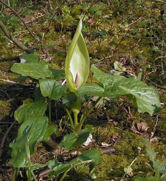 Fil:Arum maculatum 0 700.jpg