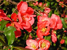 Liten rosenkvitten (C. japonica)