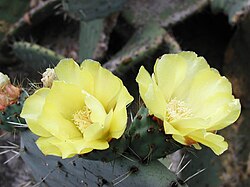 Opuntia robusta1GEHU.jpg