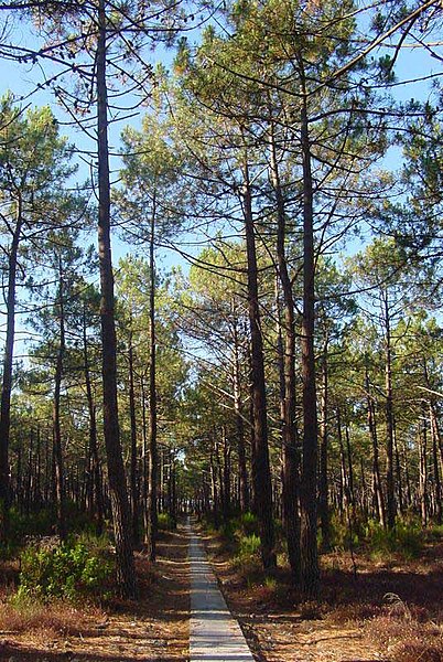 Fil:Pinus pinaster.jpg