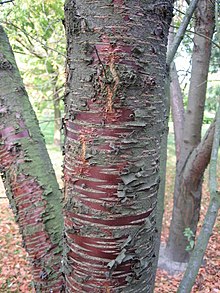 Prunus-maackii-bark1.jpg