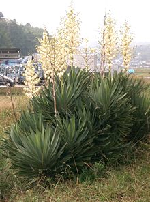 Palmlilja (Y. gloriosa)
