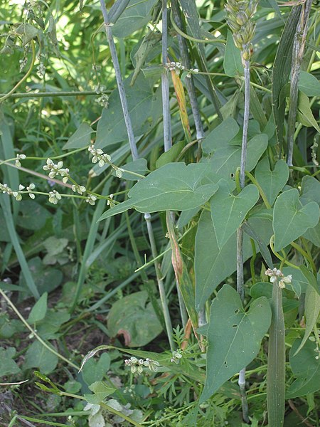 Fil:Zwaluwtong plant (Fallopia convolvulus).jpg