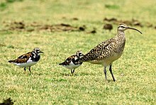 Bristle-thighed Curlew with chicks.jpg