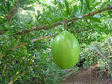 Kalebassträd (C. cujete)