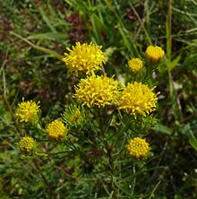 Gullborste (G. linosyris)