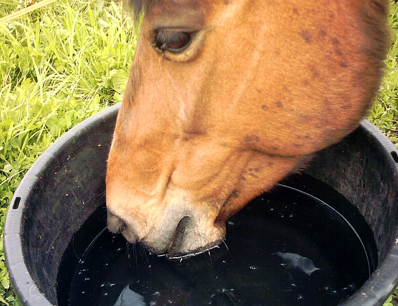 Fil:Drinking horse.jpg