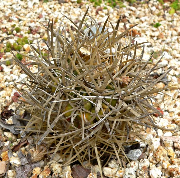 Fil:Ferocactus chrysacanthus 1.jpg