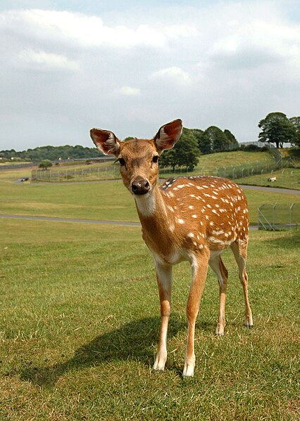 Fil:Formosan sika deer2.jpg