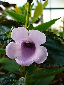 Gloxinia perennis2376578855.jpg