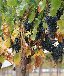 Vinranka (Vitis vinifera)