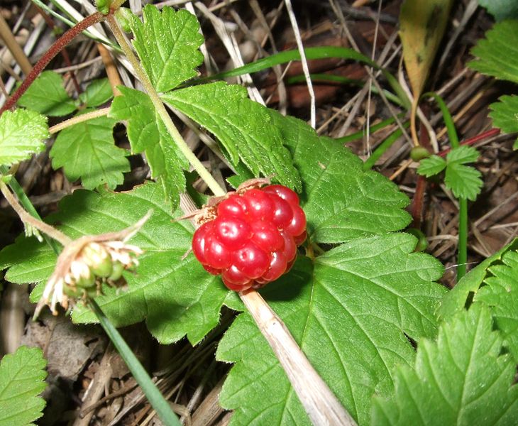 Fil:Rubus arcticus berry.jpg