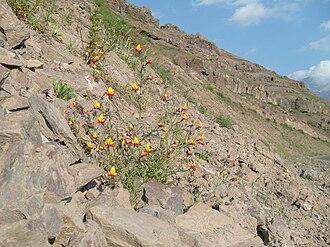 Schizanthus grahamii Hook.JPG