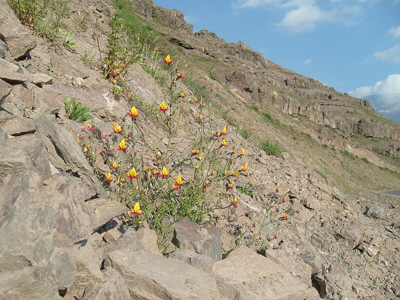 Fil:Schizanthus grahamii Hook.JPG