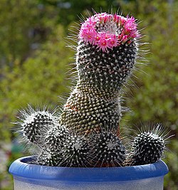 Mammillaria (aka).jpg