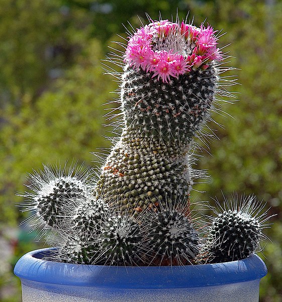 Fil:Mammillaria (aka).jpg