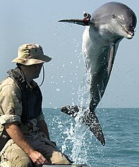 En flasknosdelfin (Tursiops truncatus) på minröjningsuppdrag i den amerikanska flottan.