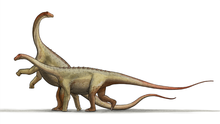 Saltasaurus, rekonstruktion