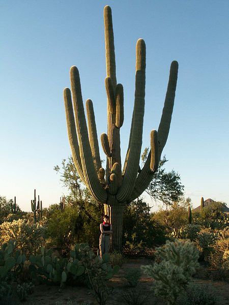 Fil:A-Very-Old-Saguaro-right-outside-the-Saguaro-National-Park-Arizona.jpg