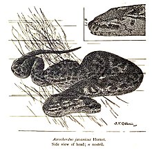 Javavårtorm (Acrochordus javanicus)