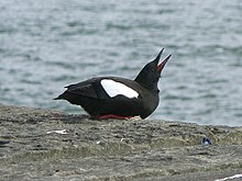 Black Guillemot SMC.jpg