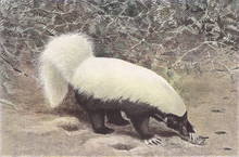 Conepatus mesoleucus