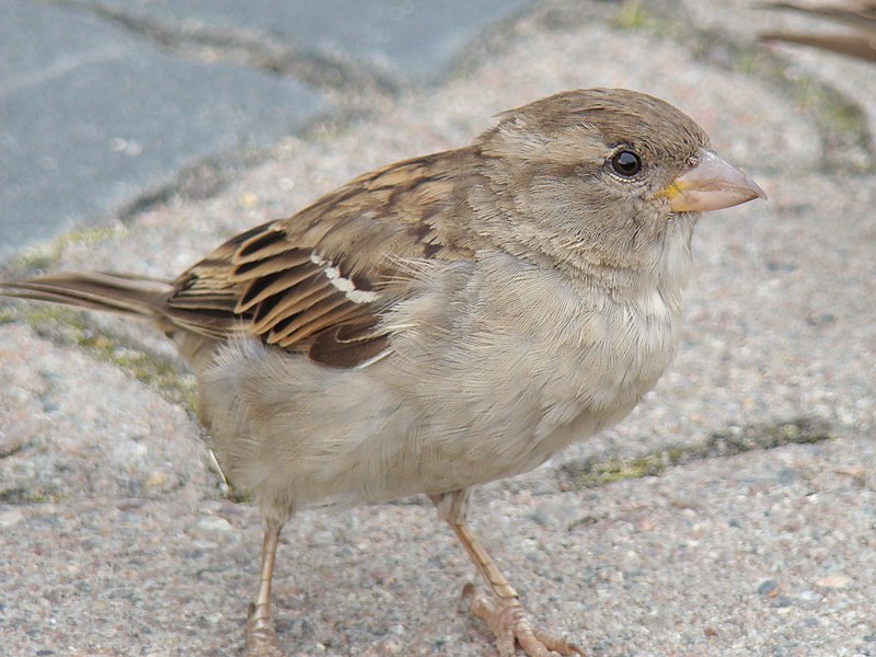 Fil:House Sparrow-Mindaugas Urbonas-5.jpg