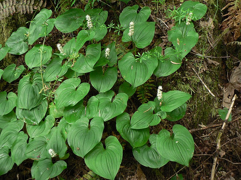 Fil:Maianthemum dilatatum 11112.JPG