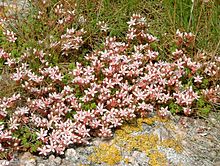 Sedum anglicum 2.jpg