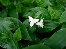 Tradescantia fluminensis2.jpg