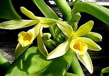 Vanilla planifolia112686509.jpg